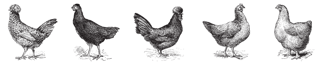 Hühnerarten als Illustration - Geflügel Huth